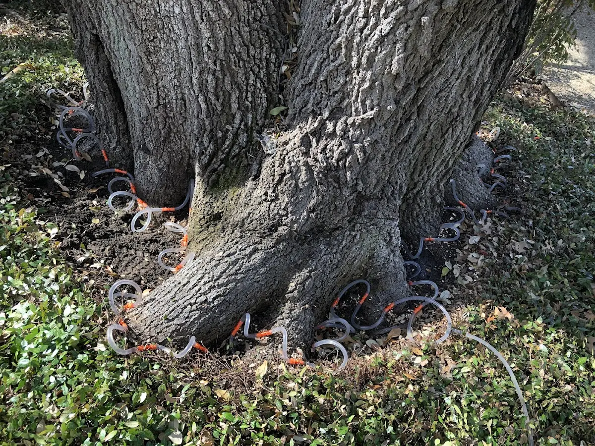 Detailed Tree Cabling and Bracing job site in Lenore