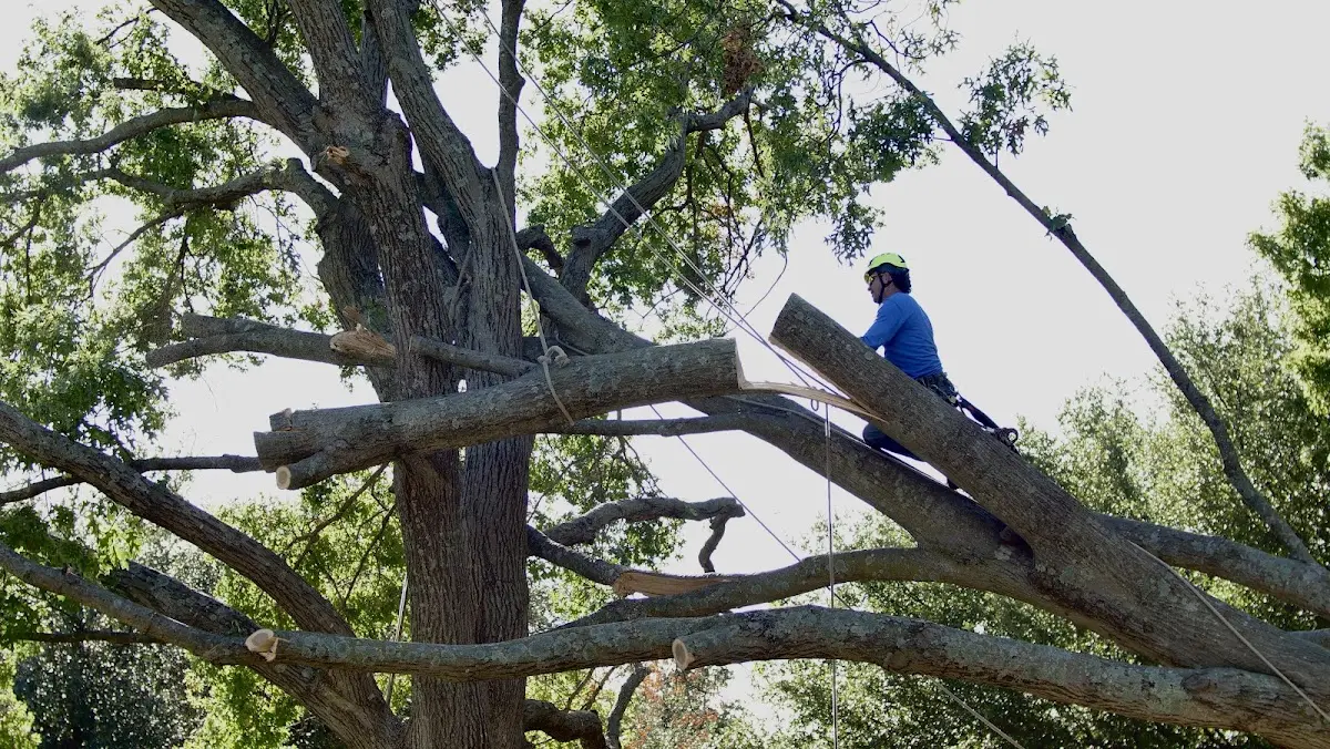 Professional Crown Thinning performed by certified arborists in Lenore