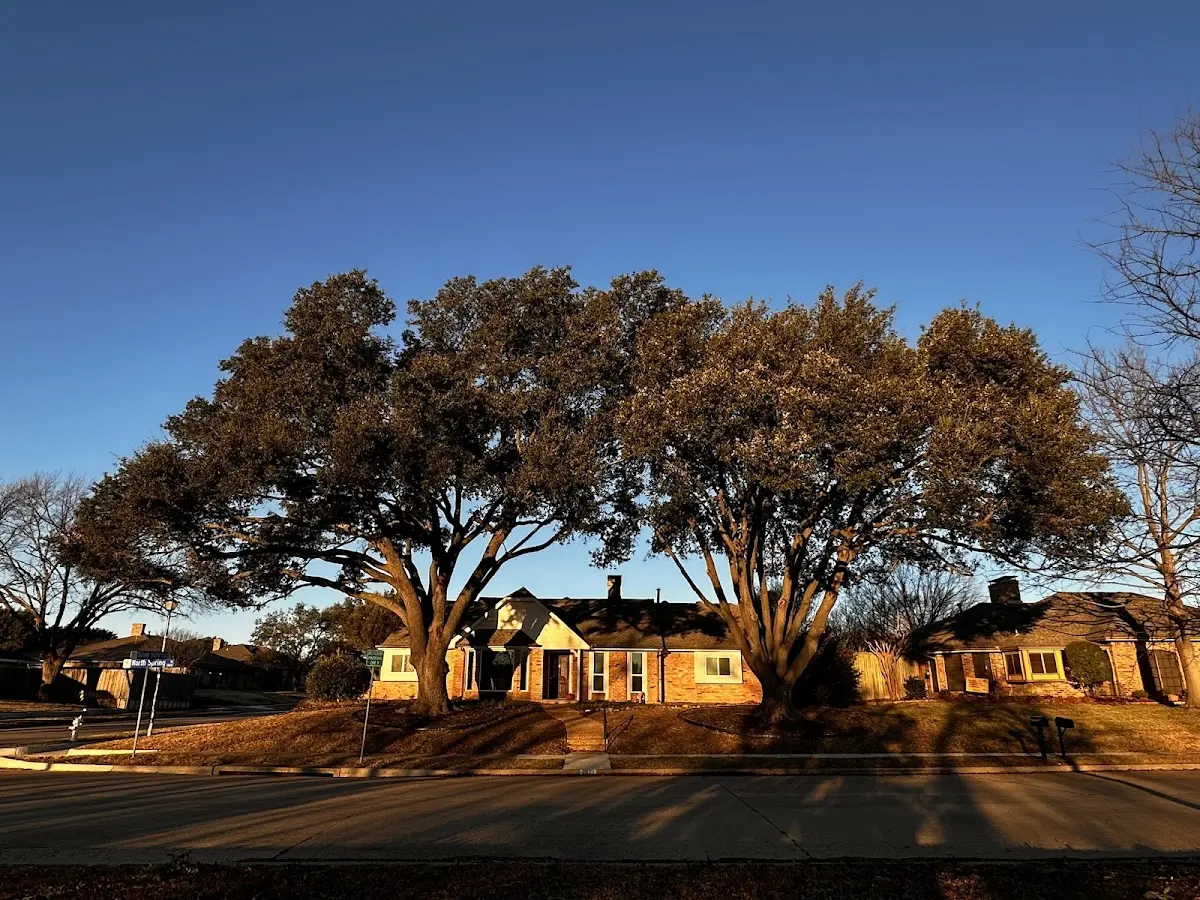 Established residential canopy tree shading a home in Lenore